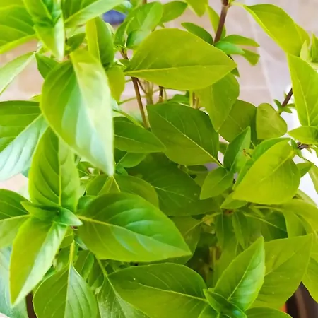 Elia Honolulu Apartman Hriszí Aktí Haniá