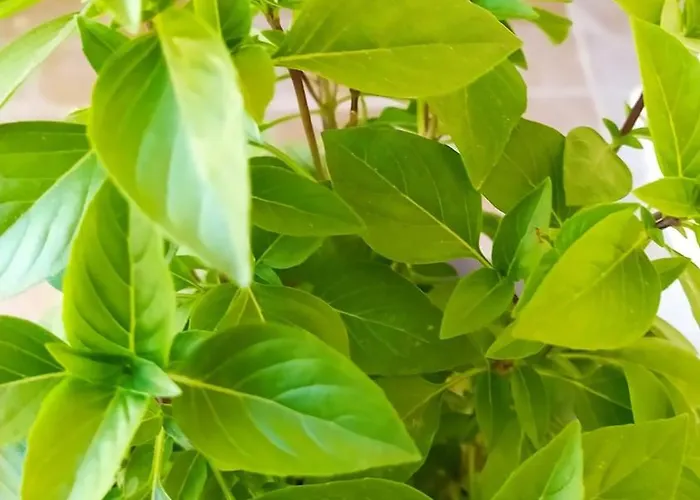 Chania Elia Chalepa Appartamento La Canea